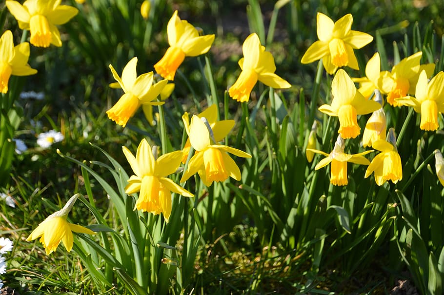 daffodil, flower, petals, spring, narcissus, nature, garden HD wallpaper