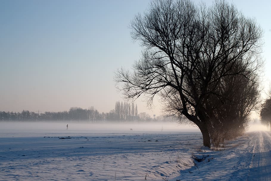 winter, field, tree, morning, cold, landscape, nature, snow HD wallpaper