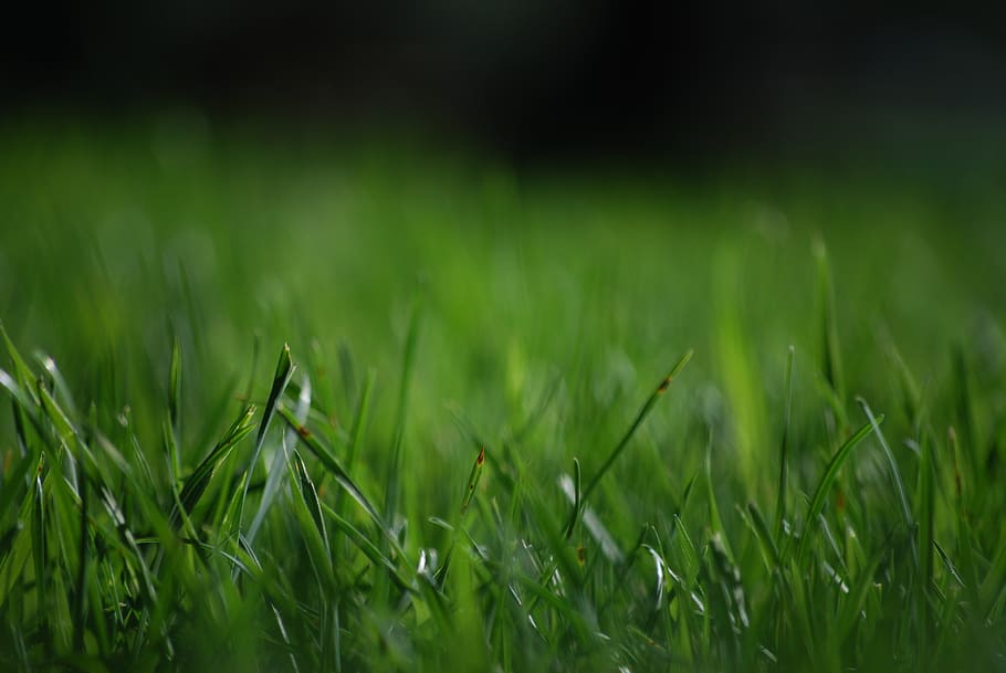 canada, edmonton, grass, summer, park, green, green color, plant, HD wallpaper