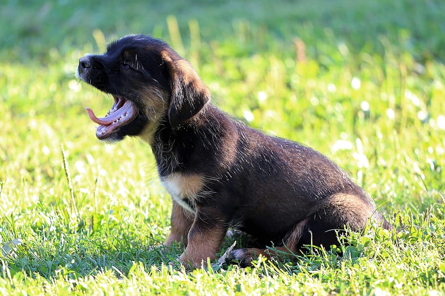 cute yawning animals