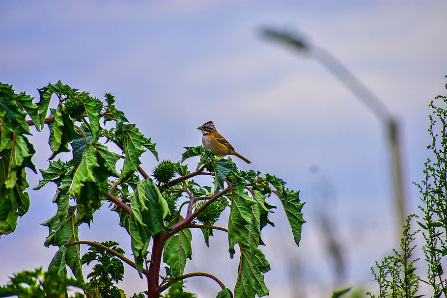 bird, ave, nature, nest, feathers, animal wildlife, animals in the wild HD wallpaper