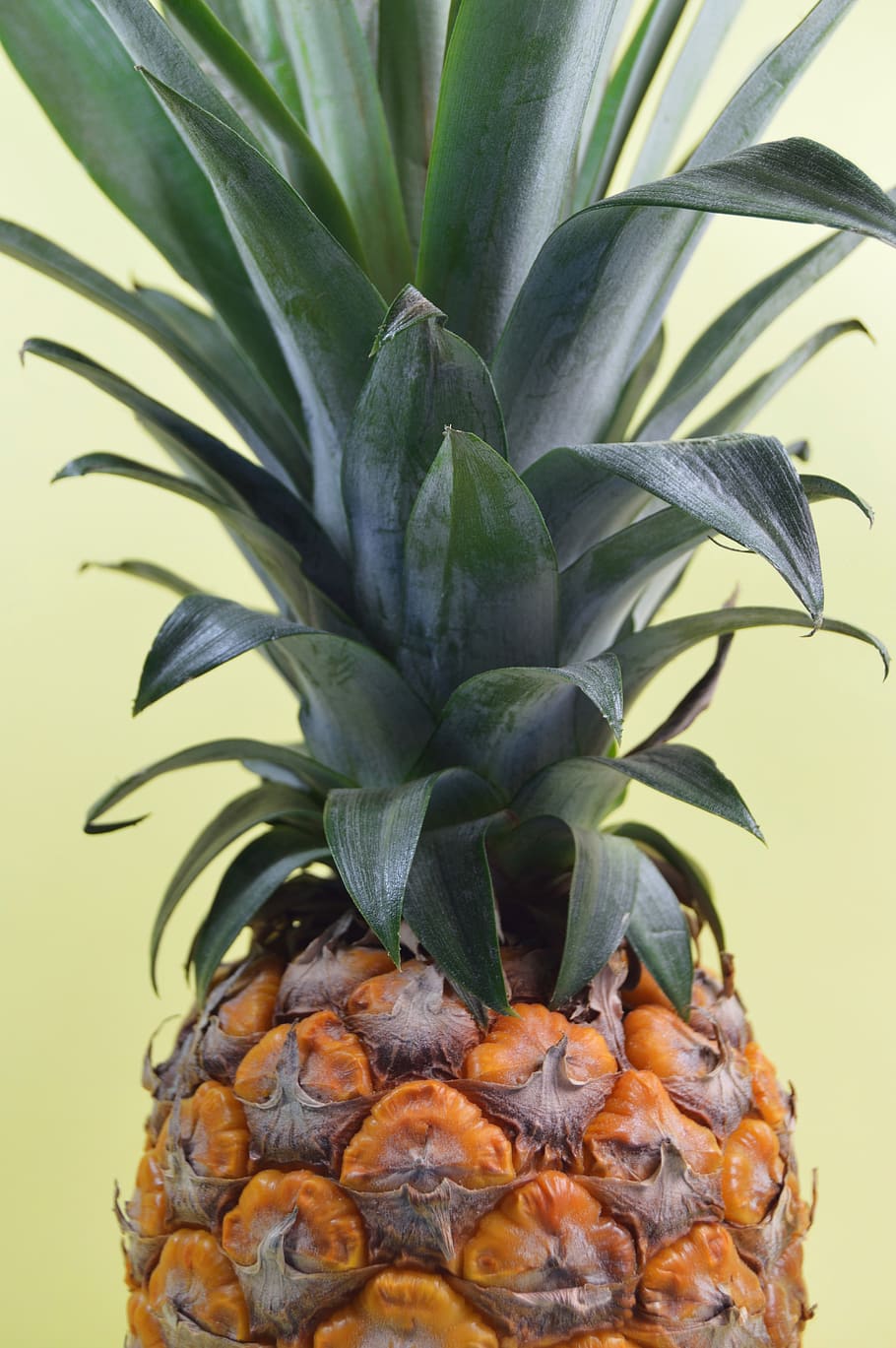 pineapple, dessert, appetizer, fruit, juice, crop, healthy eating HD wallpaper