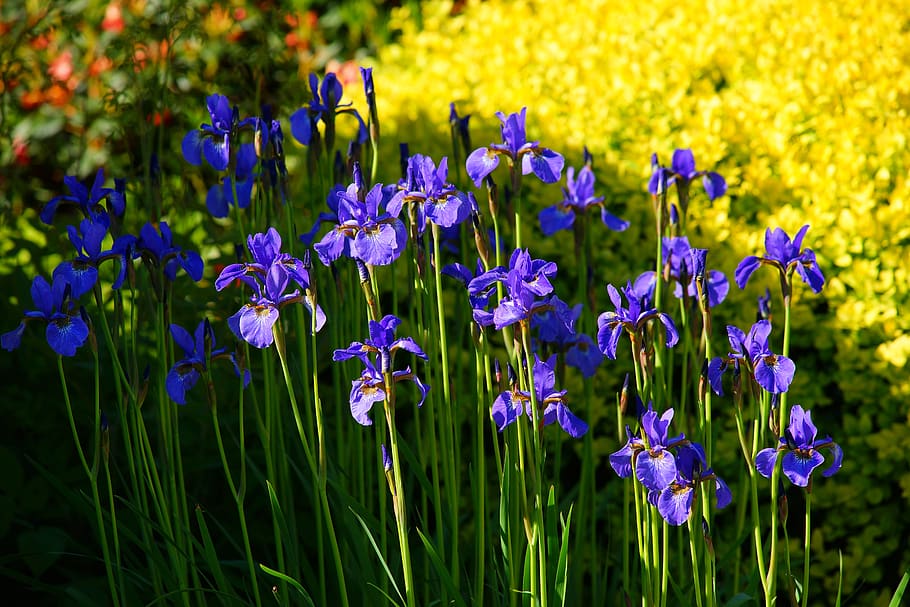 iris, spring flowers, may, in the sun, color, plant, nature HD wallpaper