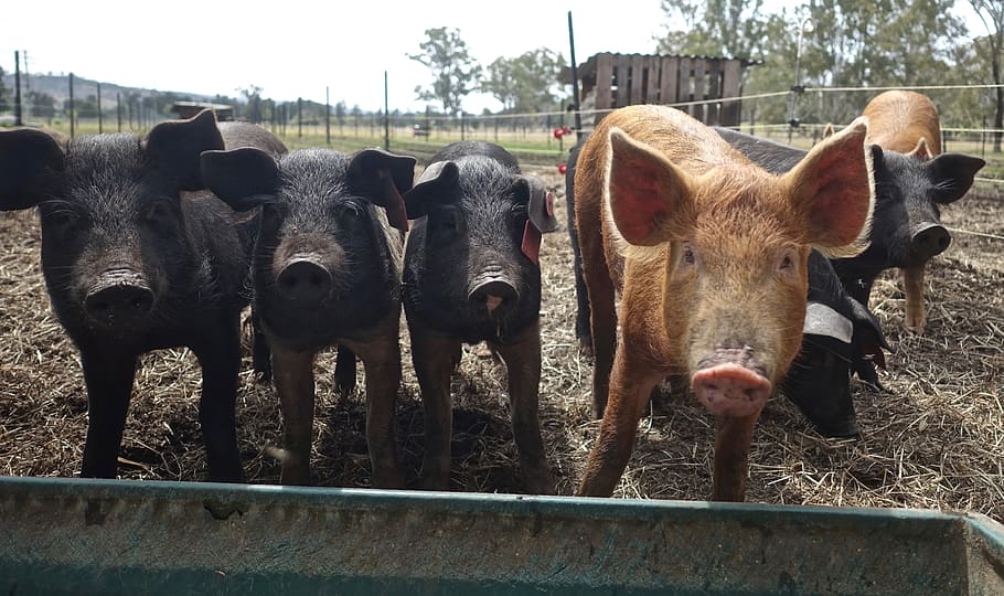pigs, hogs, animals, snout, swine, boar, pork, livestock, domestic
