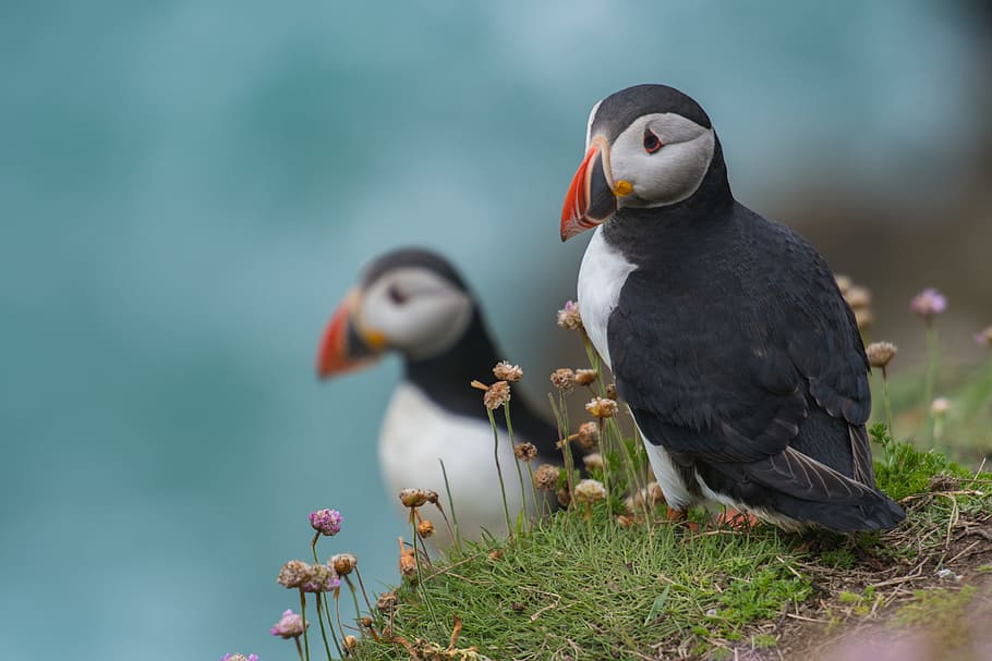 two puffin bird near plants, buffin, bokeh, blur, grass, flower HD wallpaper