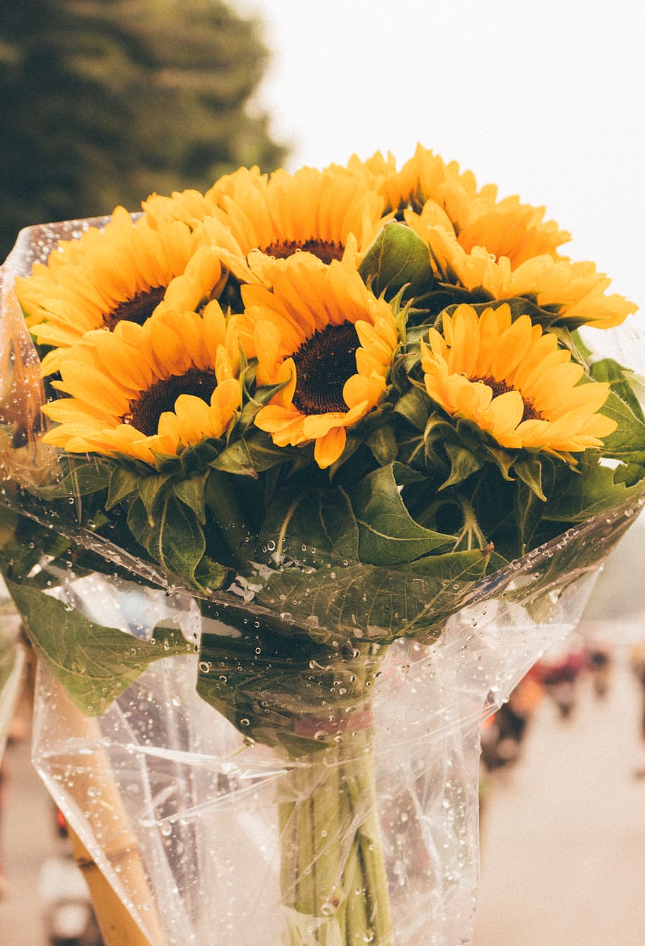 sunflower bouquet, plant, blossom, flower arrangement, treasure flower HD wallpaper