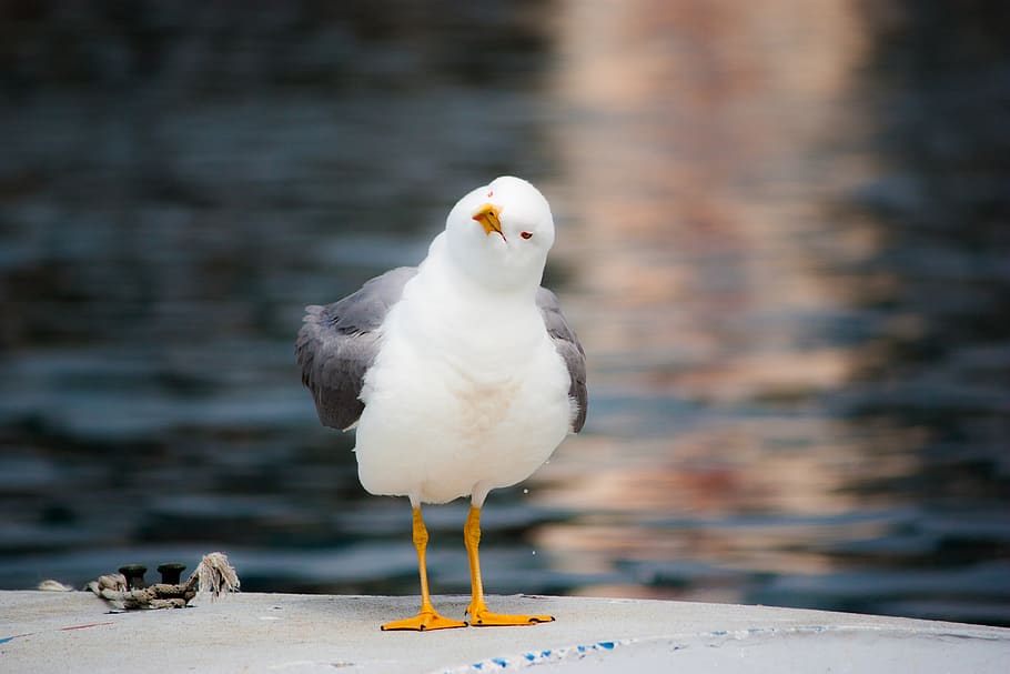 white and grey bird standing near body of water, seagull, animal