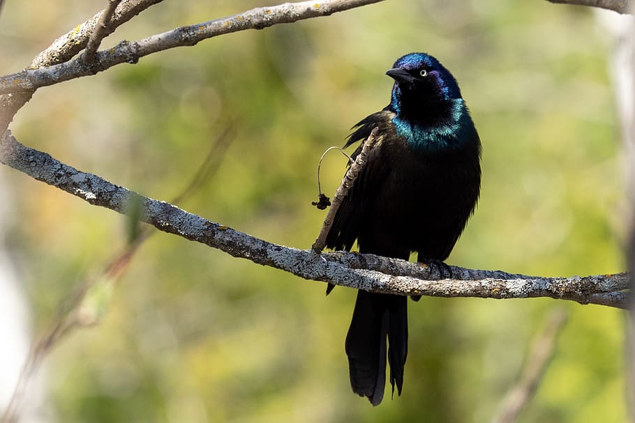 bird, animal wildlife, animals in the wild, one animal, animal themes HD wallpaper