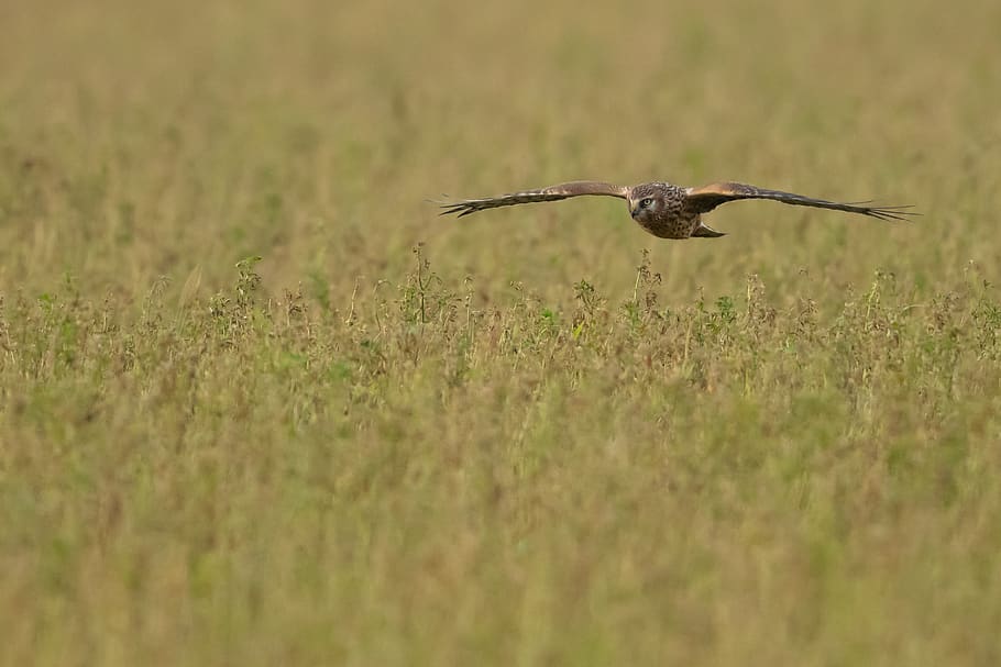 brown hawk, bird, flying, animal, buzzard, anthus, ground, kite bird, HD wallpaper