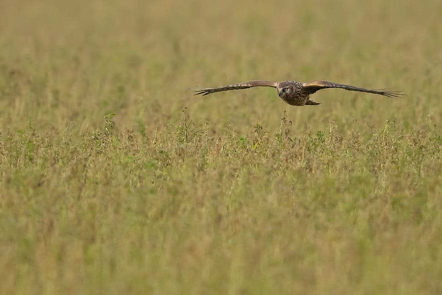 brown hawk, bird, flying, animal, buzzard, anthus, ground, kite bird HD wallpaper