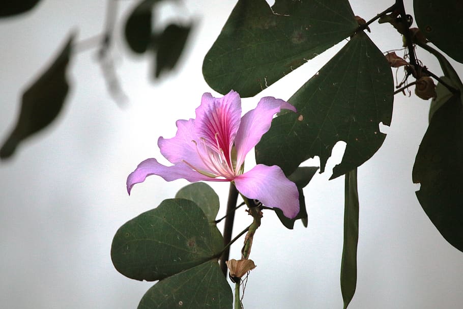 flower, violet flower, flowering plant, fragility, vulnerability HD wallpaper