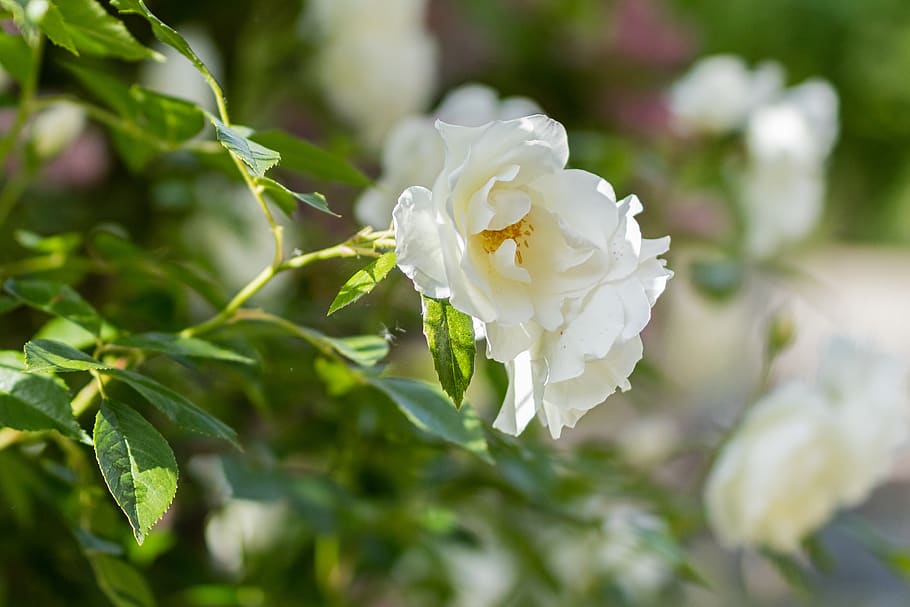 rose, flower, summer, romance, garden, plant, blossom, bloom HD wallpaper