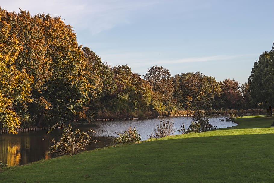 netherlands, sneek, plant, tree, water, beauty in nature, scenics - nature HD wallpaper