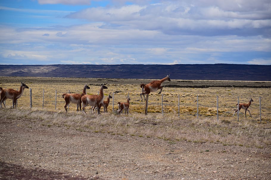 argentina, el calafate, llama, wild, animals, group of animals, HD wallpaper