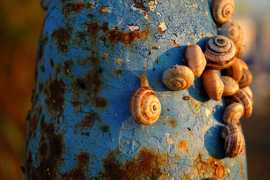 close-up, no people, metal, focus on foreground, rusty, weathered HD wallpaper