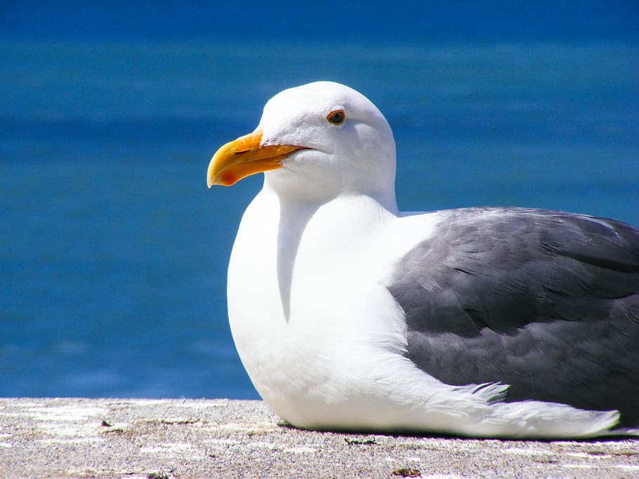 White and Black Bird on Grey Pavement Near Water, animal, bay HD wallpaper