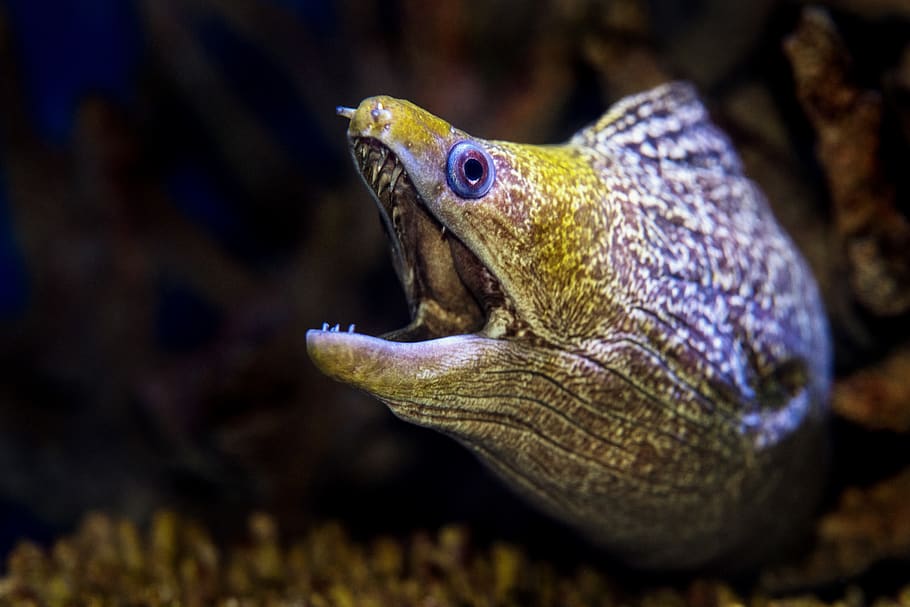 opened mouth gray and black eel, animal wildlife, animal themes HD wallpaper