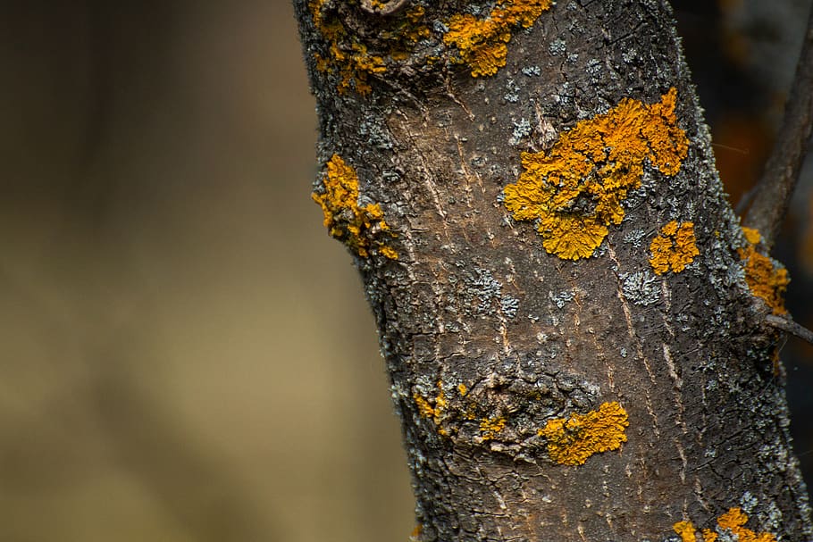 trunk, lichen, tree, bark, nature, tree trunk, close-up, textured HD wallpaper