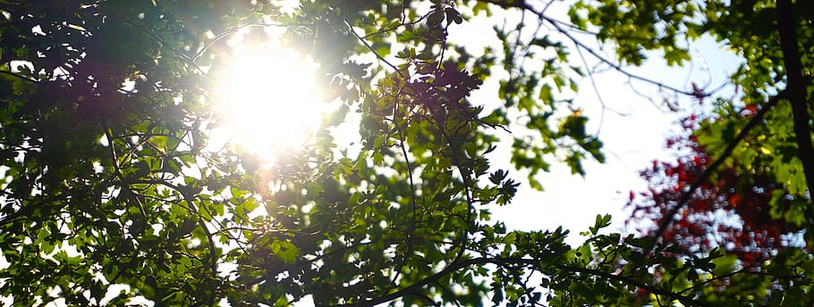 nature, plants, tree, leaf, leaves, green, sunlight, growth HD wallpaper