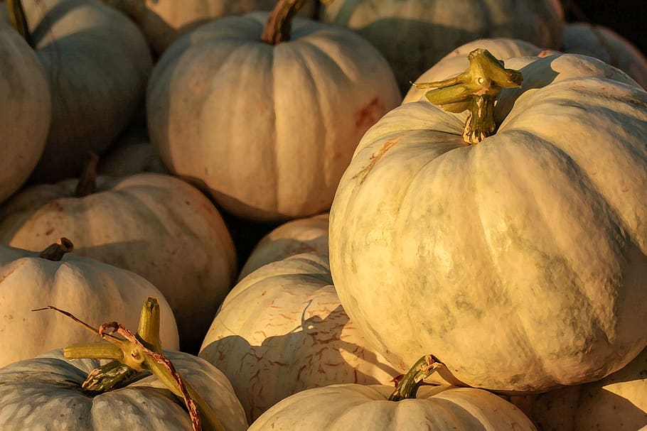 pumpkin patch, harvest, fall, autumn, october, november, seasonal HD wallpaper