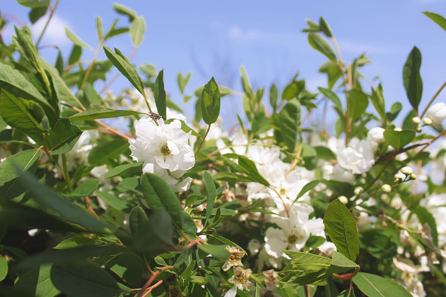relax, flowers, wild, branches, green, leaves, sky, nature HD wallpaper