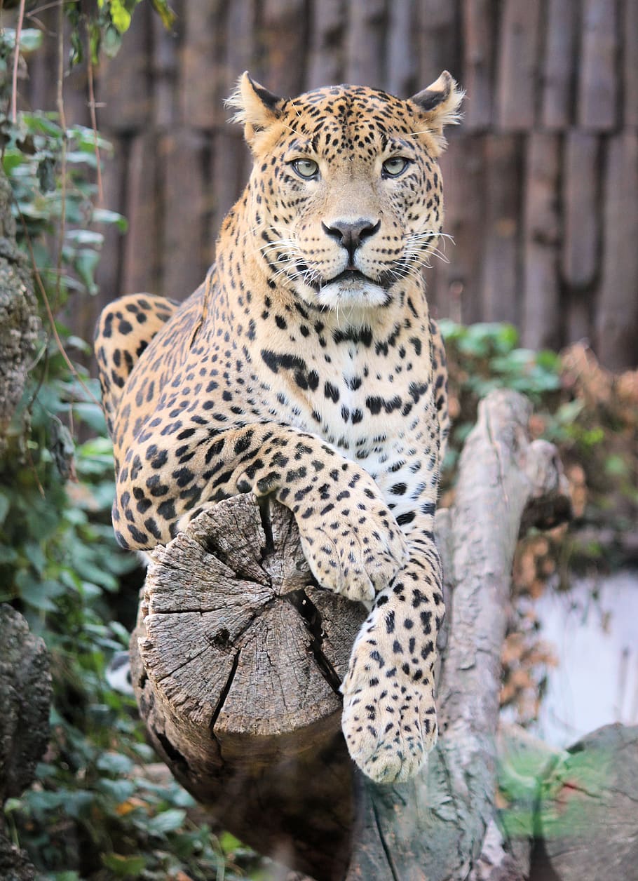 leopard, panther, beast, big cat, zoo, lying, portrait, view HD wallpaper