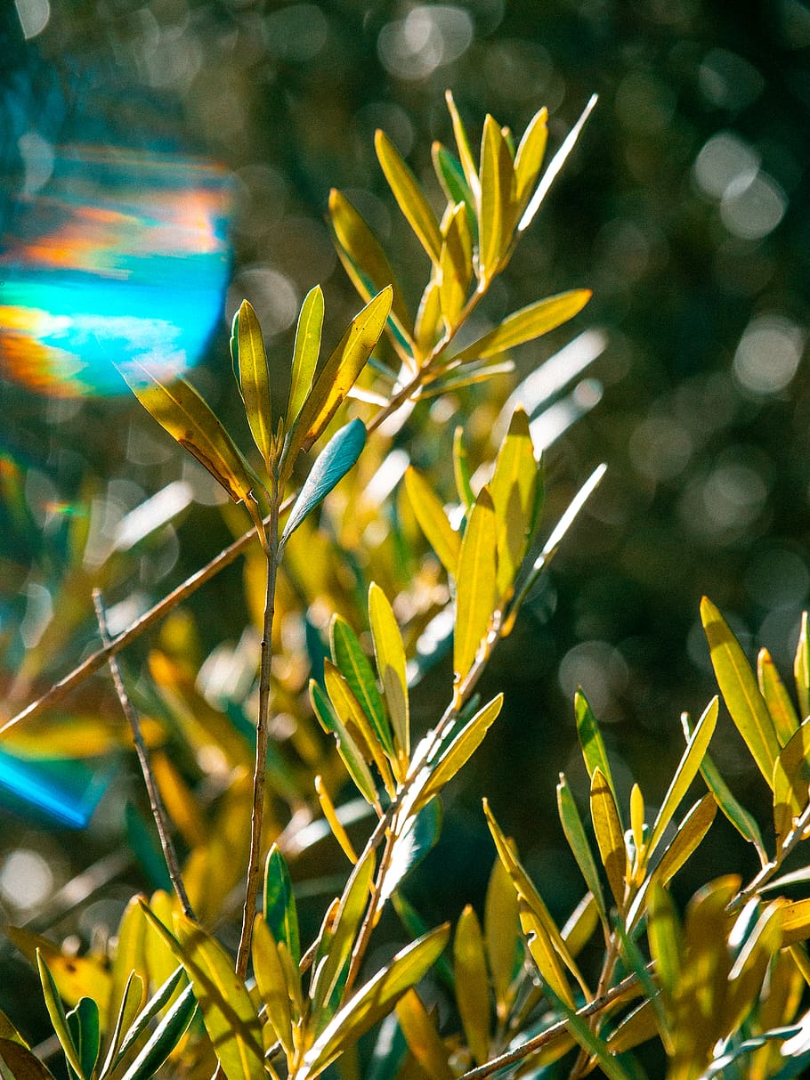 plant, leaf, tree, sunlight, flare, vegetation, flower, nature HD wallpaper