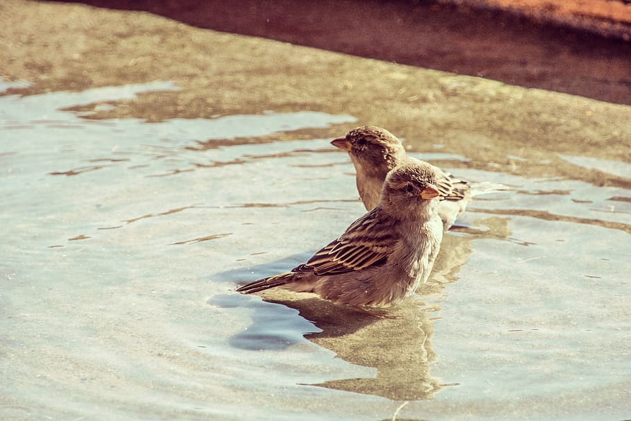 greece, kos, bird, water, sparrows, friends, vertebrate, animal themes HD wallpaper