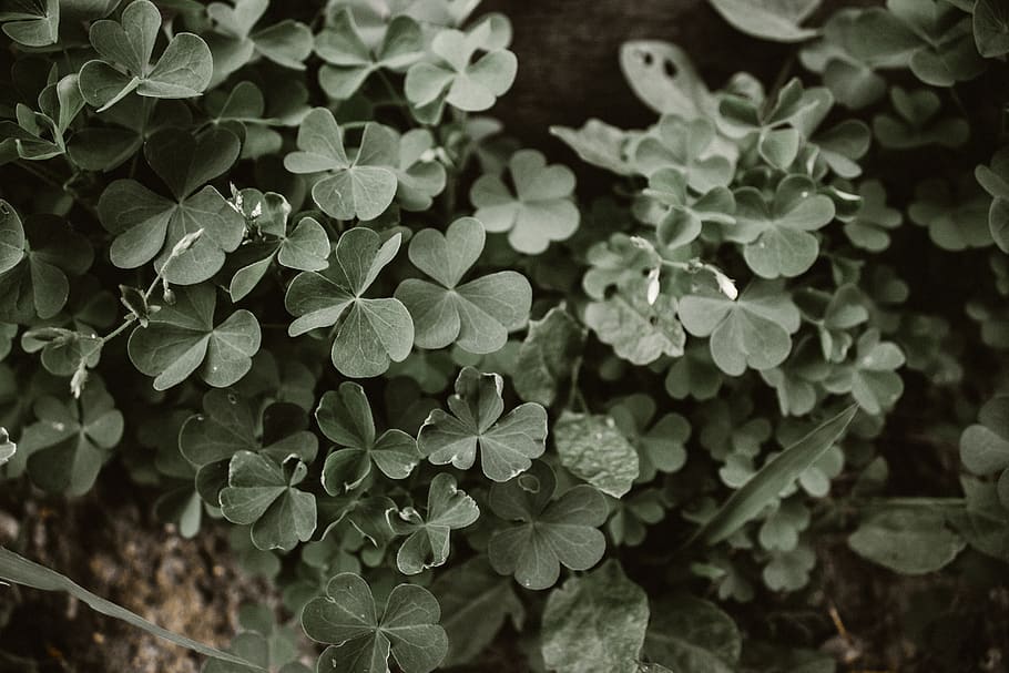 clover, background, vintage, growth, plant, plant part, leaf HD wallpaper