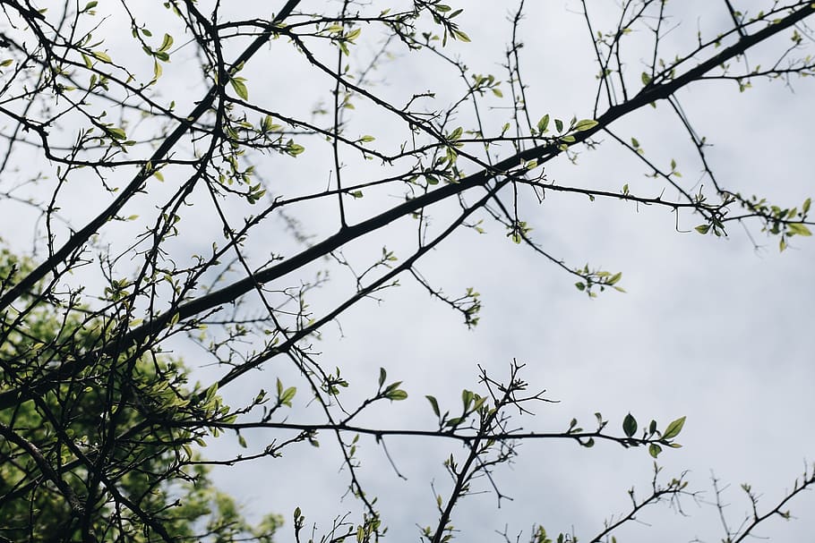 Green Leaf Tree Under White Clouds, branches, colors, daytime HD wallpaper