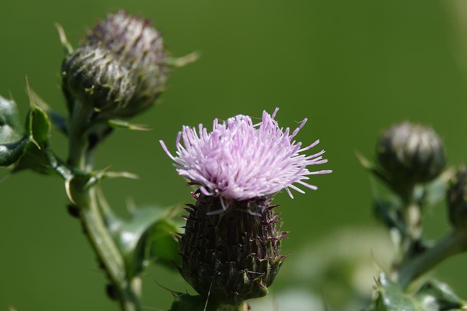 thistle, nature, flower, vegetable, prickly, summer, flora HD wallpaper