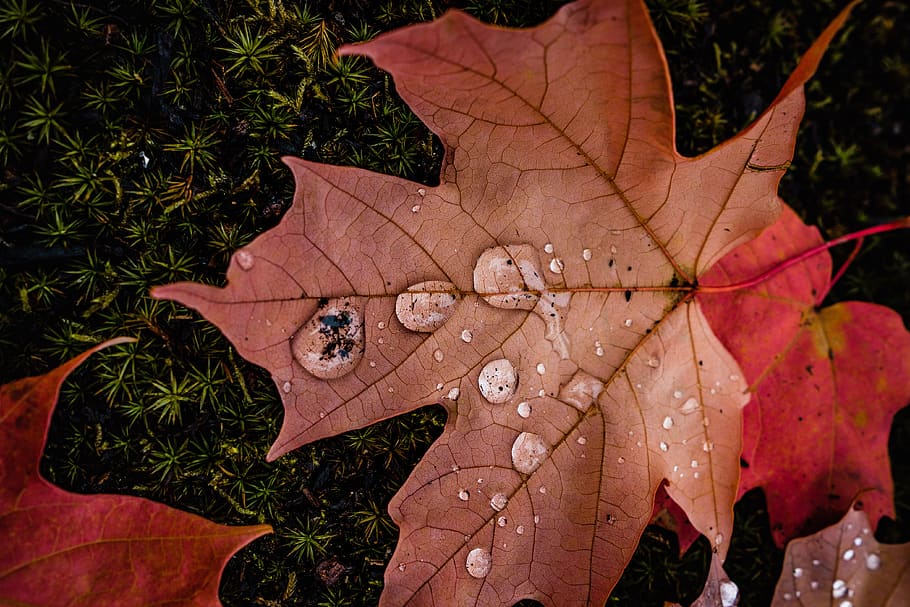 maple leaf filled with water droplets, plant, flora, blossom, HD wallpaper