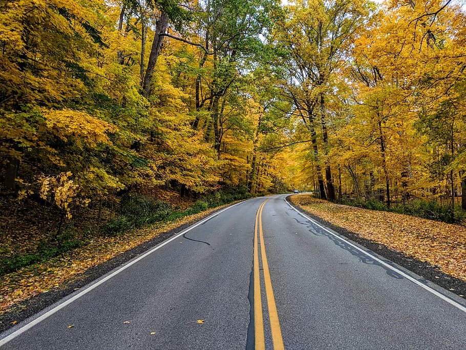 gray concrete road surrounded by trees, autumn, the way forward HD wallpaper