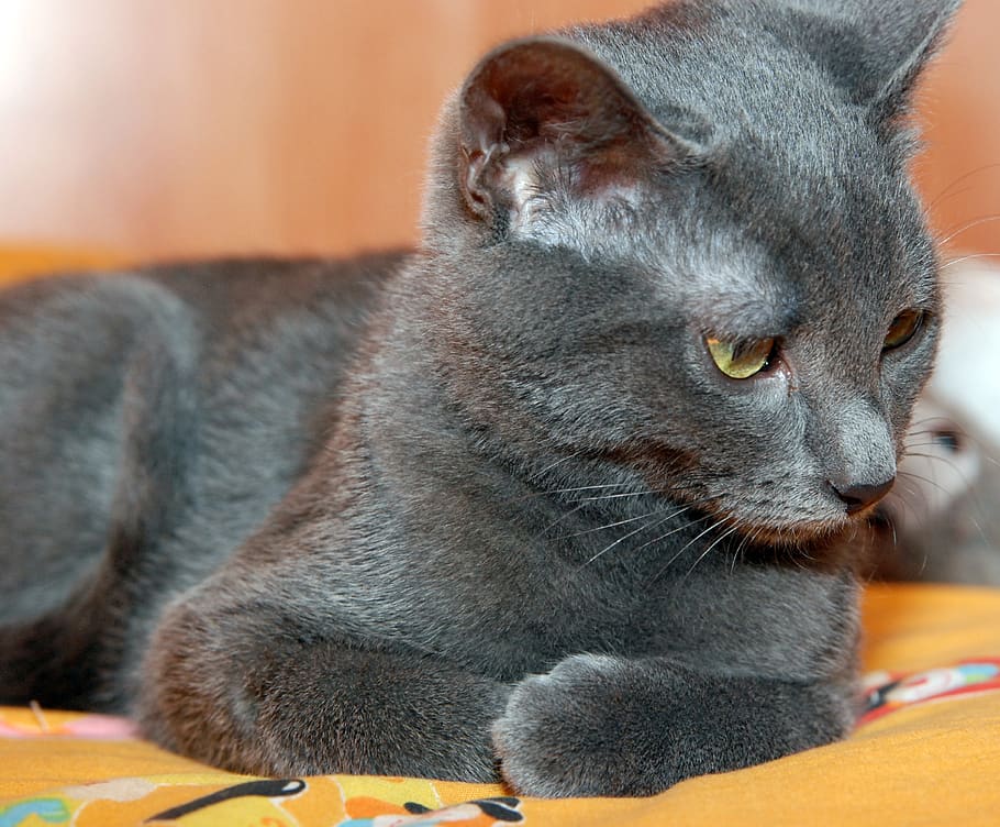 cat, gray cat, feline, animal themes, mammal, one animal, domestic cat HD wallpaper