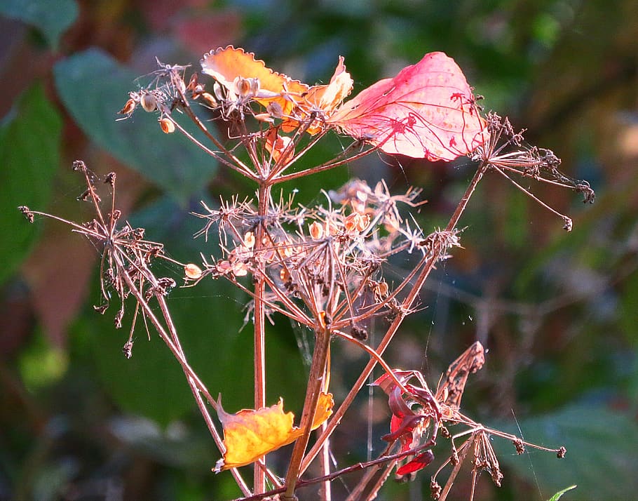autumn, fall foliage, bright, seeds, dry, plant, focus on foreground HD wallpaper
