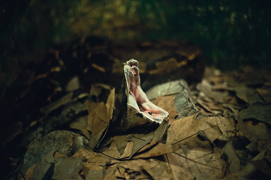 brown snake under dried leaves, one animal, animal wildlife, animals in the wild HD wallpaper