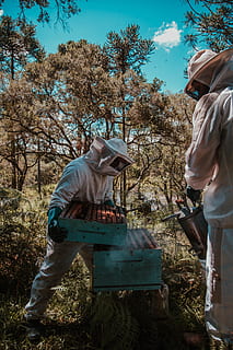 HD wallpaper: two men collecting honey, beekeeper, bees, beehive, bee ...