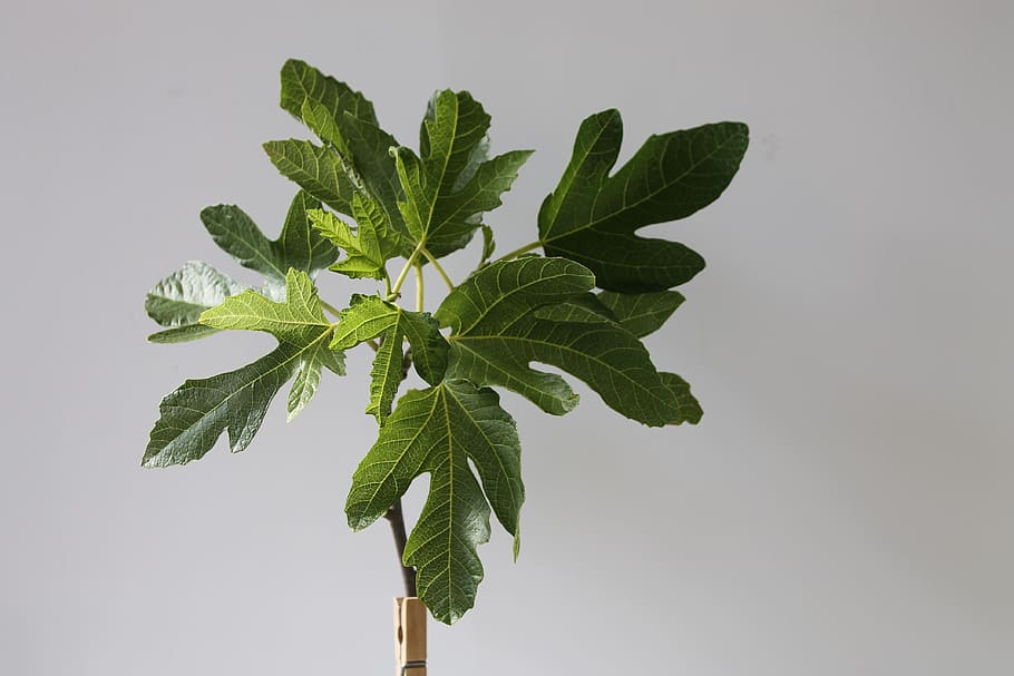leaf, fig tree, green, nature, plant part, green color, herb HD wallpaper