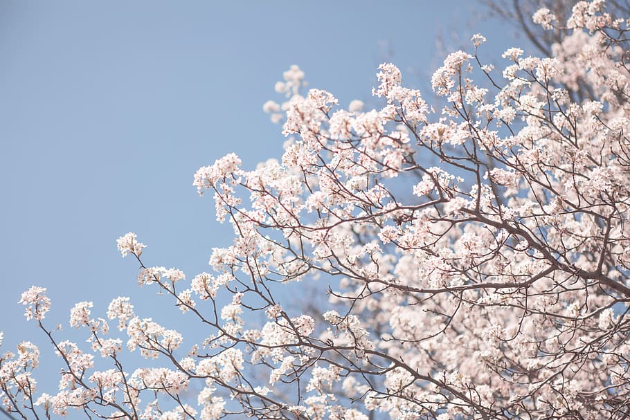 white petaled flower, tree, plant, flowering plant, blossom, low angle view HD wallpaper