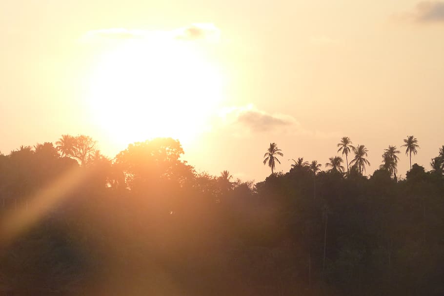sundwon, sunset, nature, beautiful, palmtree, holiday, beach HD wallpaper