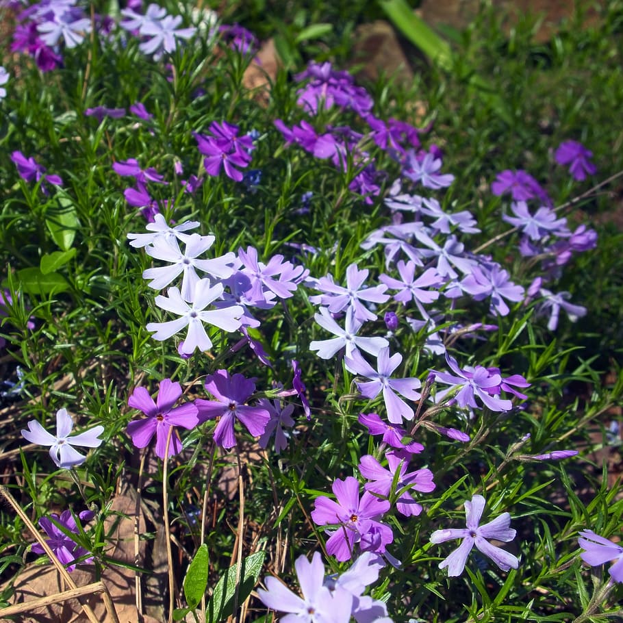 1920x1080px | free download | HD wallpaper: creeping phlox in the ...