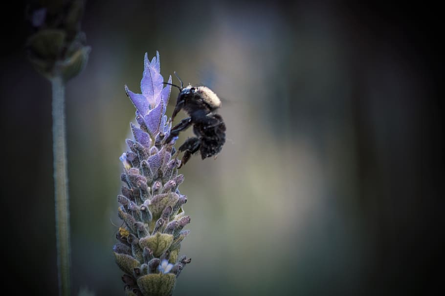 argentina, buenos aires, lavender, bee, botany, plant, flowering plant HD wallpaper