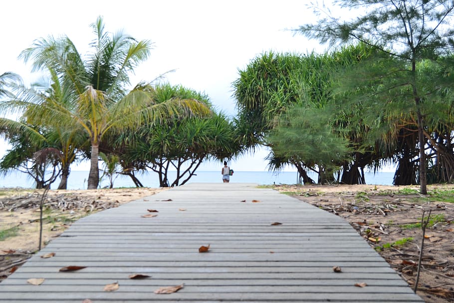 thailand, path, direction, beach, tree, walk, plant, sky, palm tree HD wallpaper