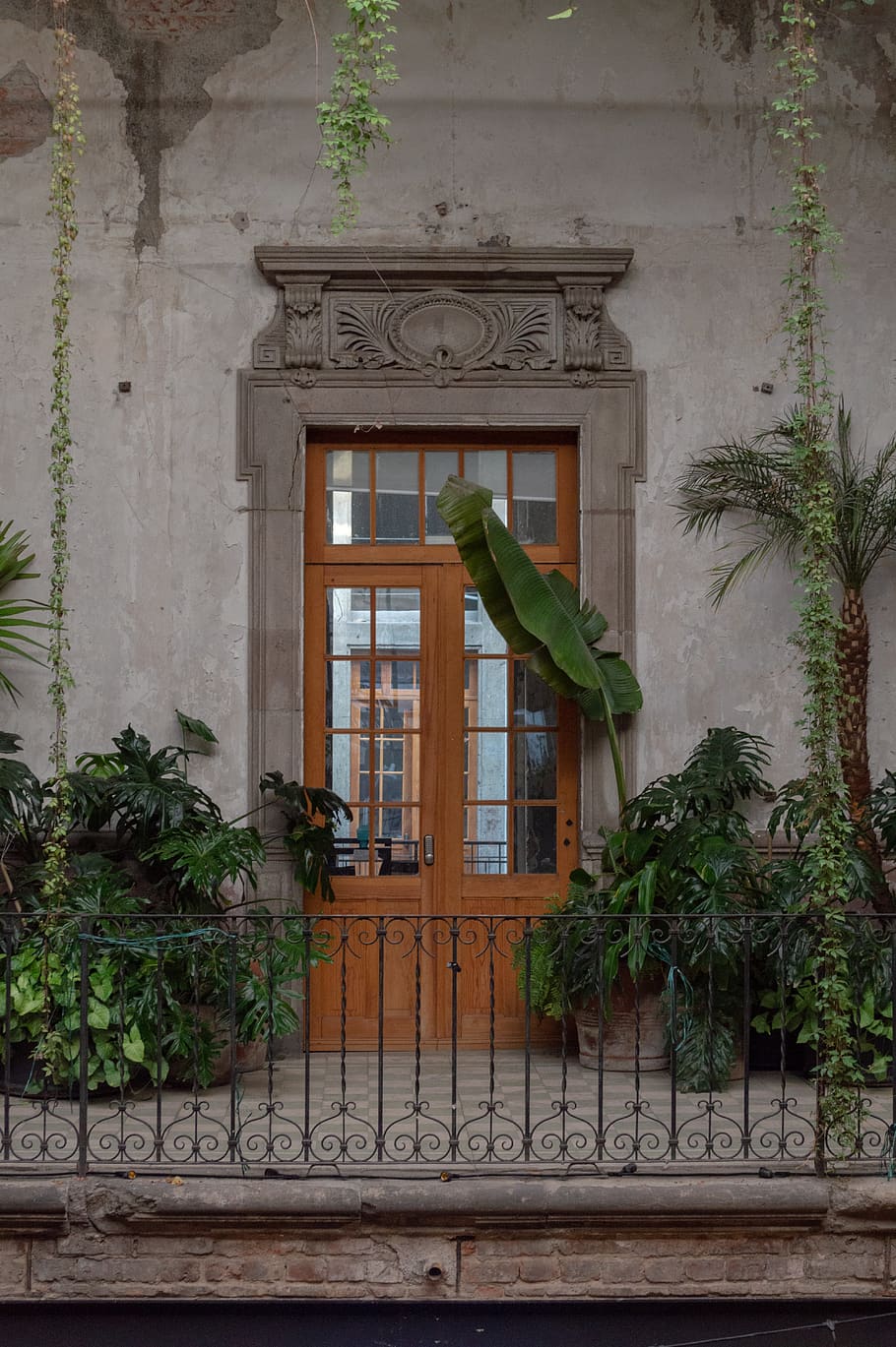 window, plant, architecture, green, door, plants, wooden door HD wallpaper