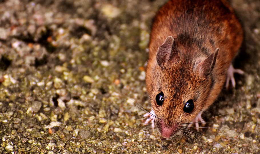 wood mouse, nager, cute, rodent, fur, apodemus sylvaticus, button eyes, HD wallpaper