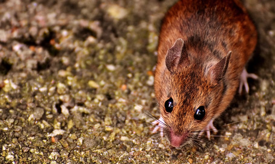 wood mouse, nager, cute, rodent, fur, apodemus sylvaticus, button eyes HD wallpaper