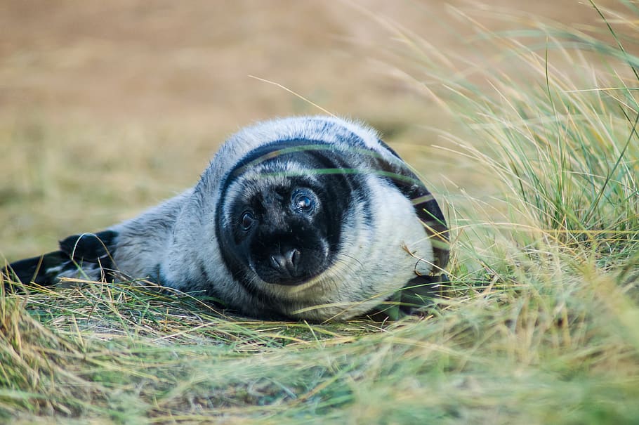 gray and black seal, animal themes, one animal, mammal, grass HD wallpaper