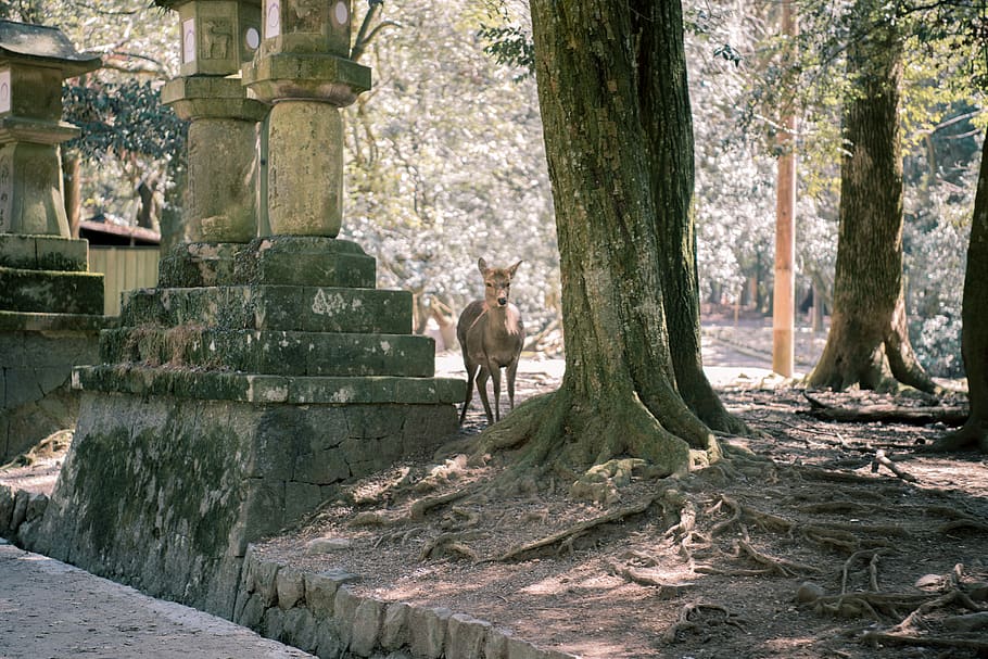 Brown Deer Near Tree, animal, daylight, environment, garden, growth HD wallpaper