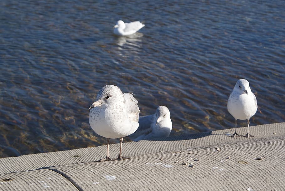 animals, seagull, beach, seabird, nature, water, animal themes HD wallpaper