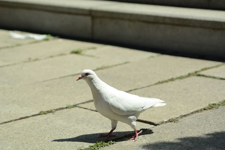 pigeon, peace, tranquility, bud, nature, animal themes, bird HD wallpaper